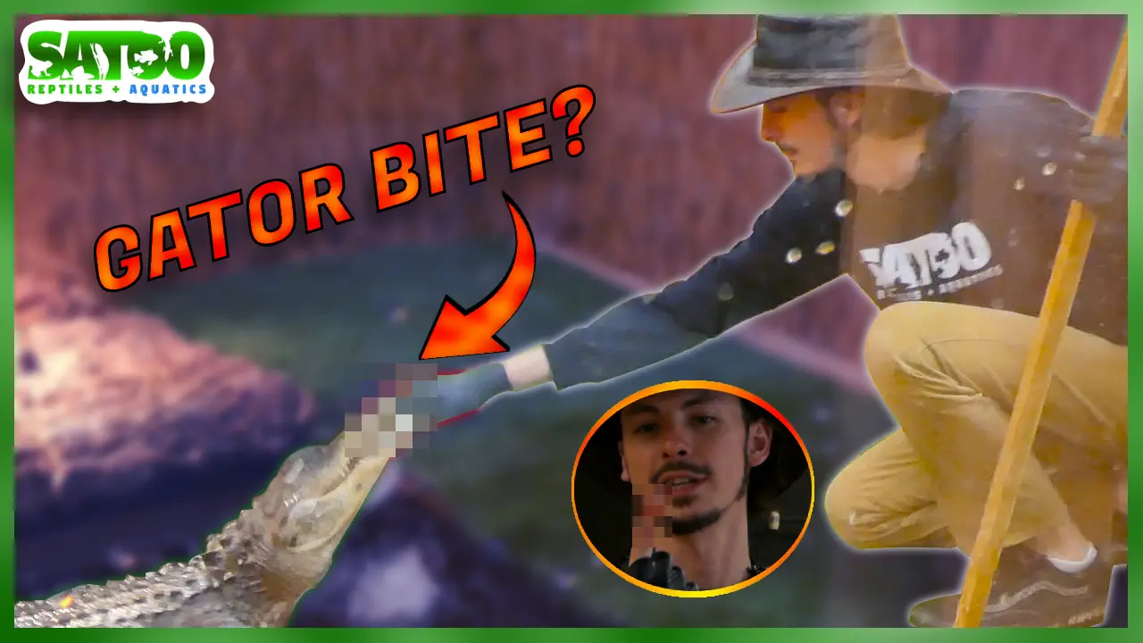 Satoo Reptiles & Aquatics Video